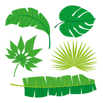 Tropical Leaves Collection on isolate vector. Beautiful Set. Vector illustration. Eps 10.