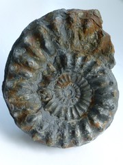 Fossilized iron ore ammonite 