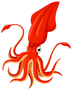 Vector illustration of a bright orange cartoon squid.