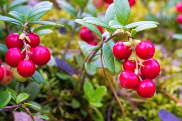 red berries of wild cowberry closeup