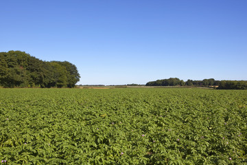 Fototapeta na wymiar potato crop with trees