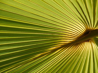 Palm leave