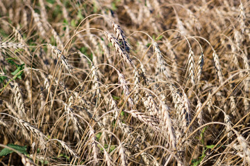 Ears of corn in a field