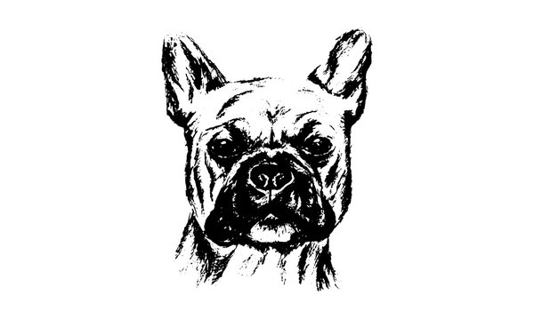 recommend clip art: Bulldog head original draw