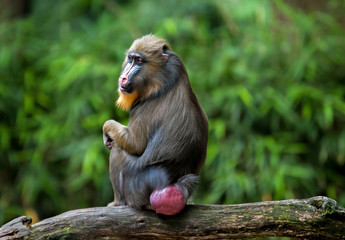 Mandrill, Pavian