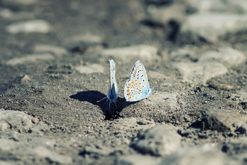 two little blue butterflies sitting on the ground