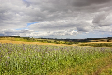 flowers and agricultural landscape