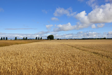 golden wheat and canola crops