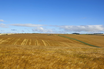 extensive golden barley crops