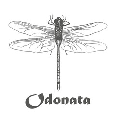 illustration vector hand draw doodles of black dragonfly isolated on white background