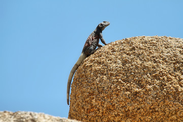 Fototapeta premium Chuckwalla lizard in a rock in Joshua Tree National Park