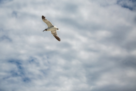 Seagull flying with open wings in cloudy sky.