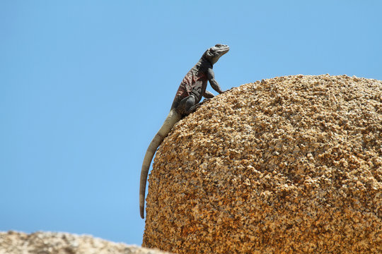 Chuckwalla lizard in a rock in Joshua Tree National Park