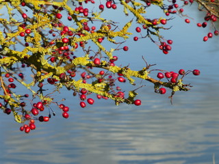 Bright red berries and lichen covered branches above a river, with cloud reflections