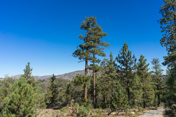 Pines over California Valley