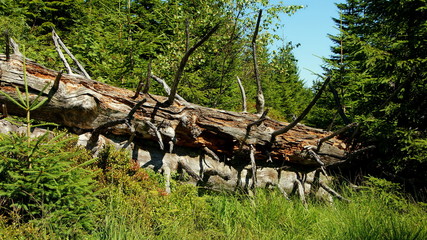 verwitterter liegender Baumstamm im Nationalpark Schwarzwald zwischen Fichten