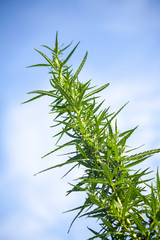 closeup on fresh green marijuana plants