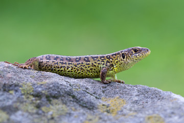 The sand lizard (Lacerta agilis)