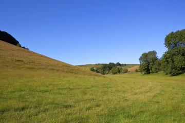 Obraz premium green meadow with trees