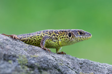 The sand lizard (Lacerta agilis)