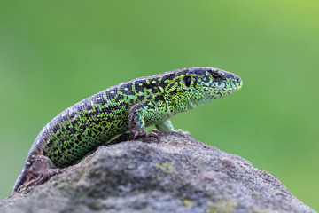The sand lizard (Lacerta agilis)