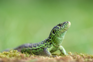 The sand lizard (Lacerta agilis)