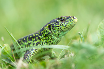 The sand lizard (Lacerta agilis)