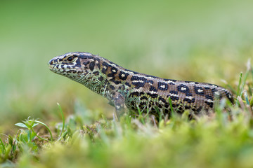 The sand lizard (Lacerta agilis)