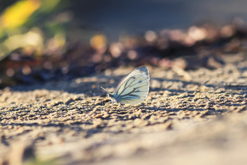 white butterfly sits on the Golden sand on the beach