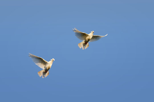 two white doves flying on blue sky background