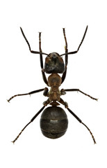 Wood Ant on white Background  -  Formica sp.