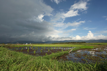 krajobraz pole ryżowe i  chmury 2