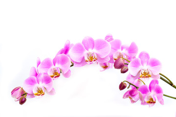 Obraz na płótnie Canvas orhid on a white background