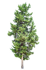 Cypress boom geïsoleerd