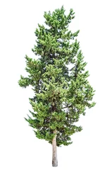 Zelfklevend Fotobehang Bomen Cypress boom geïsoleerd