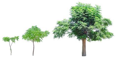 Wachstumsstadien des Baumes