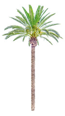 High date palm tree isolated