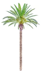 Rolgordijnen Palmboom High date palm tree isolated