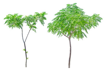 Small green trees isolated