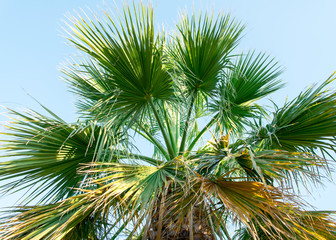 Fototapeta premium Palm tree. Useful as a background
