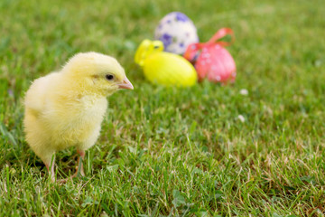 Little chick with Easter eggs and flower on the grass.