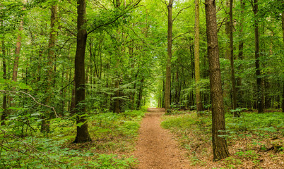 Wald Weg Waldlichtung