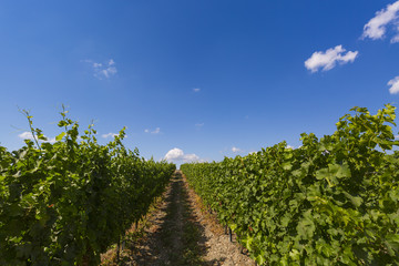 Fototapeta na wymiar Summer in a vineyard with clear blue sky