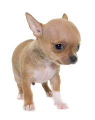 puppy chihuahua in studio