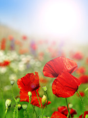 Field of poppies on a sunset