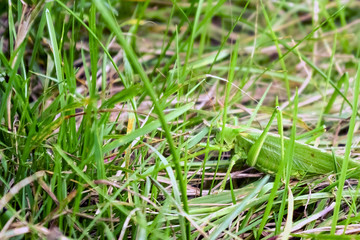 Green grasshopper sitting in the grass.