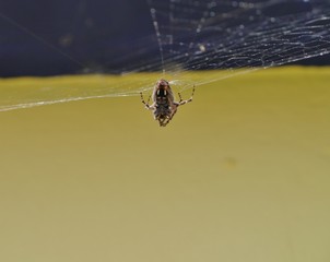Spinne im Netz