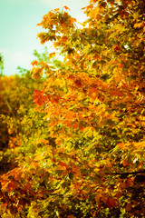 autumn leaves fall trees nature background