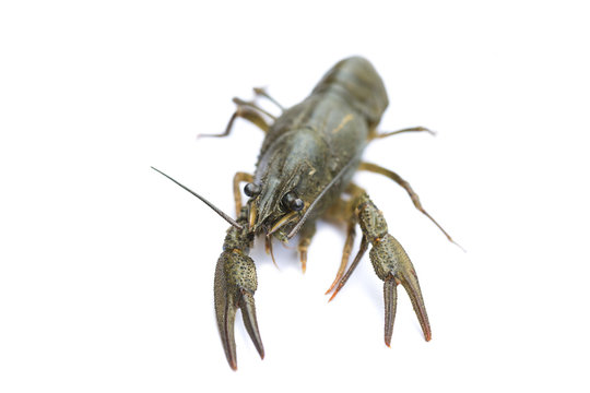 alive crayfish isolated on white background