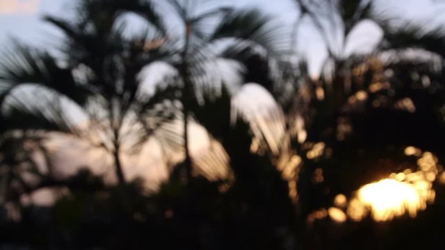palm trees wind blowing at sunset